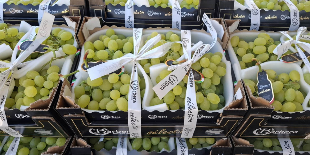 Uva da tavola siciliana, la campagna 2025 conferma il trend di crescita